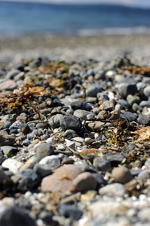 Beach rocks, Carkeek Park