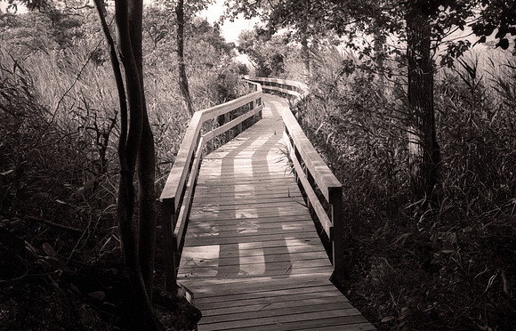 Sunken Forest, Fire Island