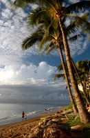 Palm Trees on Maui Beach