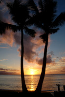 Palm Trees in Silhouette, Sunset