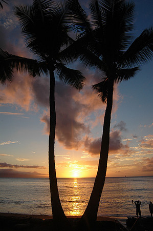 Palm Trees in Silhouette, Sunset